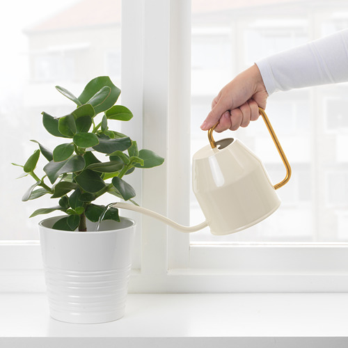 Verter agua en una planta en maceta