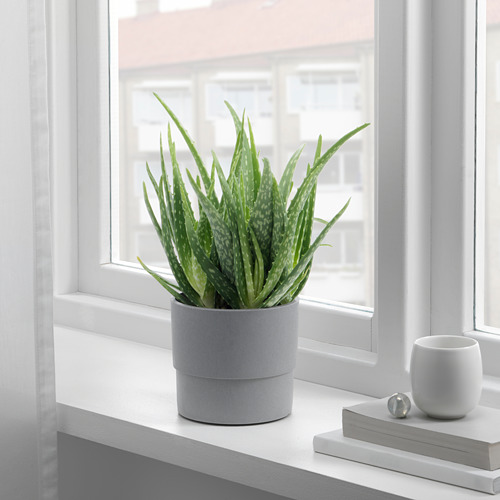 Repisa de la ventana con planta de aloe, taza y libros.