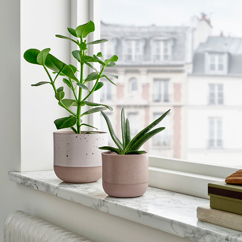 Dos plantas en el alféizar de la ventana. Macetas rosas, vista a la ciudad.