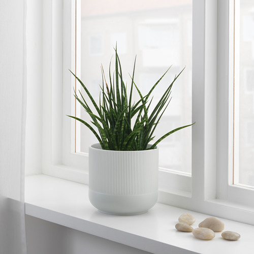 Planta en maceta con guijarros en el alféizar de la ventana. 140 caracteres