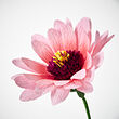 See image GULDSPETT 2 of 4