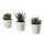 Current variation: Succulent