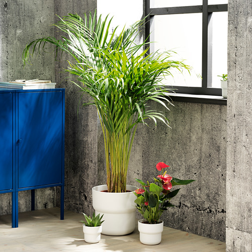 Escena de plantas de interior con armario azul FÖRENLIG, macetas blancas, palmera verde y flores rosas contra paredes de hormigón.