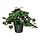 Select colour variation: Jewel orchid