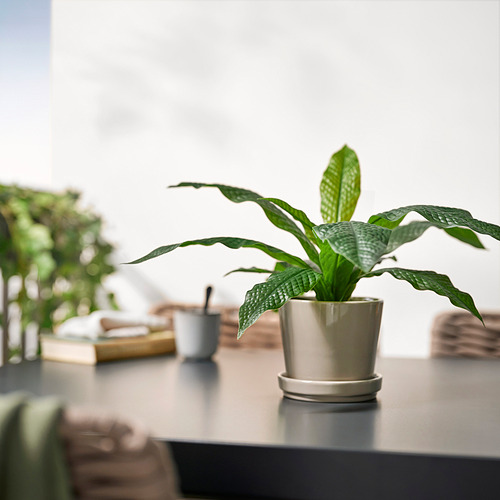 Planta FEJKA en el escritorio con libros, tazas.
