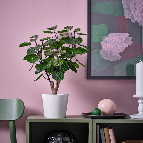 Planta FEJKA y libros en estantería