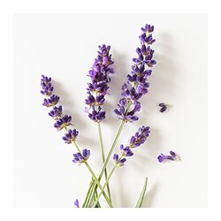 HÄRMHÖK lavender bag