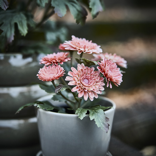 FEJKA, artificial potted plant. 3 of 4 open dialog