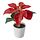 Select colour variation: indoor/outdoor Poinsettia/red