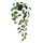 Select colour variation: Monstera