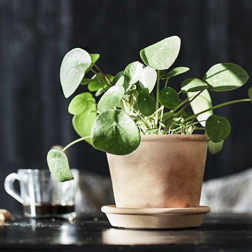 Plante junto a la taza de café