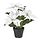 Select colour variation: indoor/outdoor Poinsettia/white