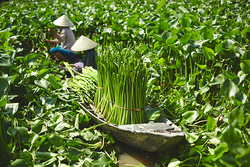 Los agricultores cosechan plantas verdes usando cestas. Sombreros cónicos tradicionales. Campo verde y exuberante.