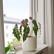 See image SANDKÖRSBÄR 2 of 4