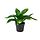 Select colour variation: Plantain lily