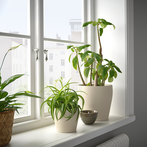 Tres plantas en macetas en el alféizar de una ventana con vegetación variada. Dos en macetas blancas, una en una cesta y un cuenco decorativo. Luz natural brillante.