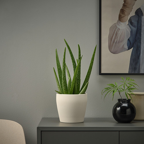 Planta de aloe en maceta PERSILLADE sobre mesa, impresión artística arriba.