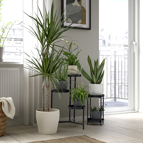 Habitación luminosa con gran planta PERSILLADE cerca de la ventana.