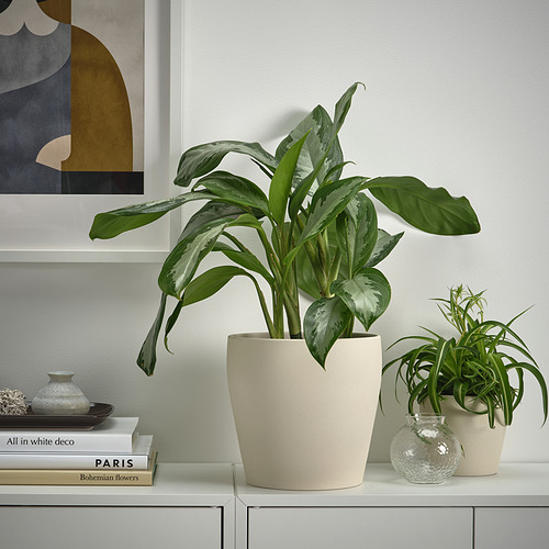 Dos plantas en macetas PERSILLADE, blancas, de barro, sobre un armario blanco; uno grande de hoja verde, otro más pequeño con hojas largas, junto a libros y decoración.