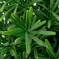 FEJKA planta artificial en maceta