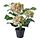 Selecciona una variación de color: Hortensia blanco