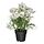 Select colour variation: Cosmos white