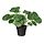 Current variation: Pilea