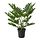 Variación actual: Philodendron xanadu