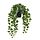 Current variation: Hanging Ivy