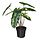 Select colour variation: Philodendron green / white