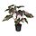Select colour variation: Philodendron / green / pink