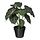 Selecciona una variación de color: Alocasia