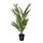 Selecciona una variación de color: Chrysalidocarpus lutescens