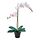 Selecciona una variación de color: Orquídea blanco