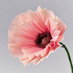 GULDSPETT flor artificial