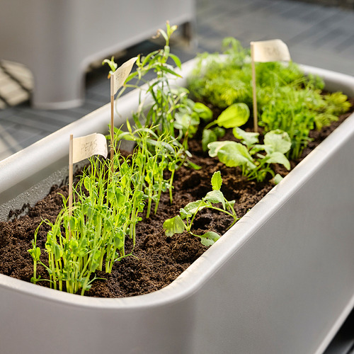 Una maceta apilable ASPAREN gris con pequeñas plantas verdes y etiquetas que dicen guisantes.