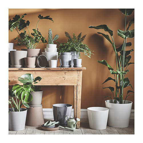 SOJABÖNA, plant pot. 6 of 9 open dialog