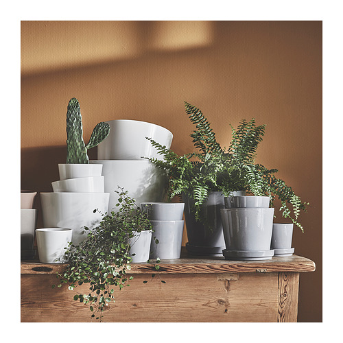 SOJABÖNA, plant pot. 7 of 9 open dialog