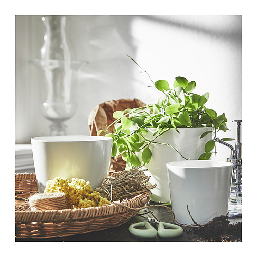 SOJABÖNA, plant pot. 3 of 9 open dialog