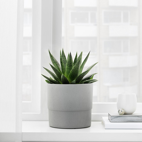 Suculenta en maceta NYPON junto a la ventana, con libros y jarrón. Alternativamente: suculenta en maceta NYPON gris junto a la ventana, con libros y un jarrón.