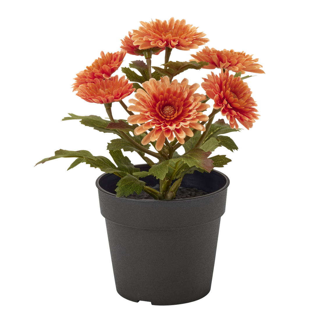Select colour variation: Chrysanthemums orange