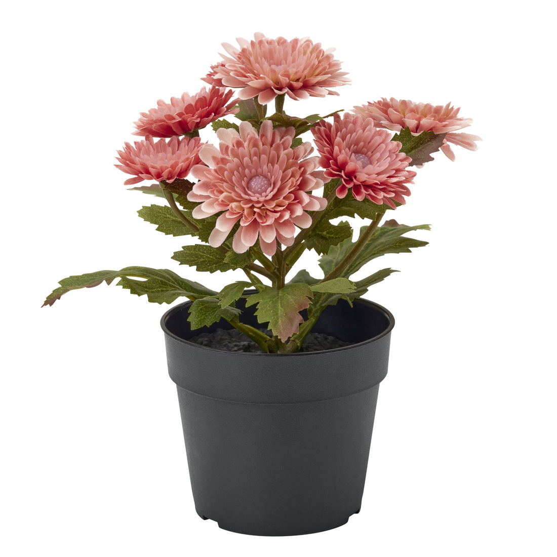 Select colour variation: Chrysanthemums pink