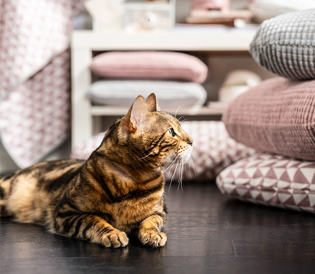 Cat lying on the floor, looking at stacked pillows.
