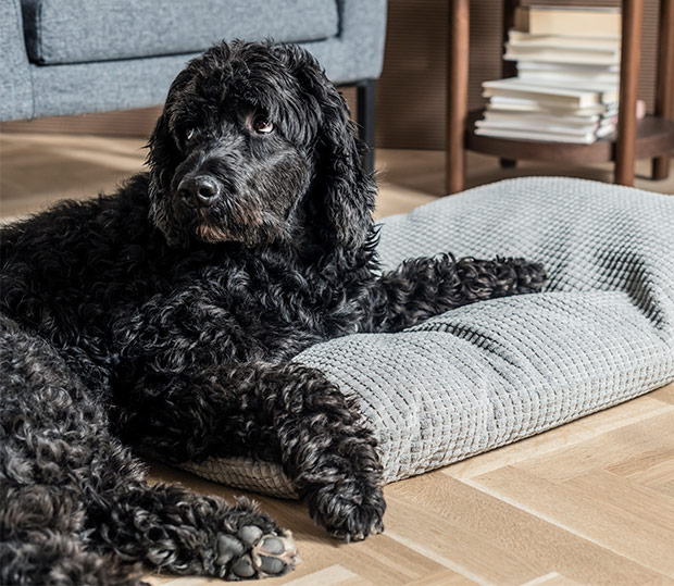 Perro negro de pelo rizado descansando sobre una cama acolchada gris.