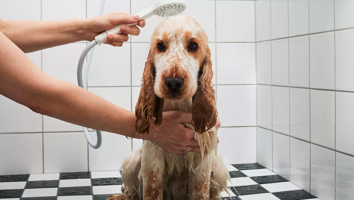 Wet dog being bathed in a tiled shower, looking calm while someone gently rinses it with a handheld showerhead.