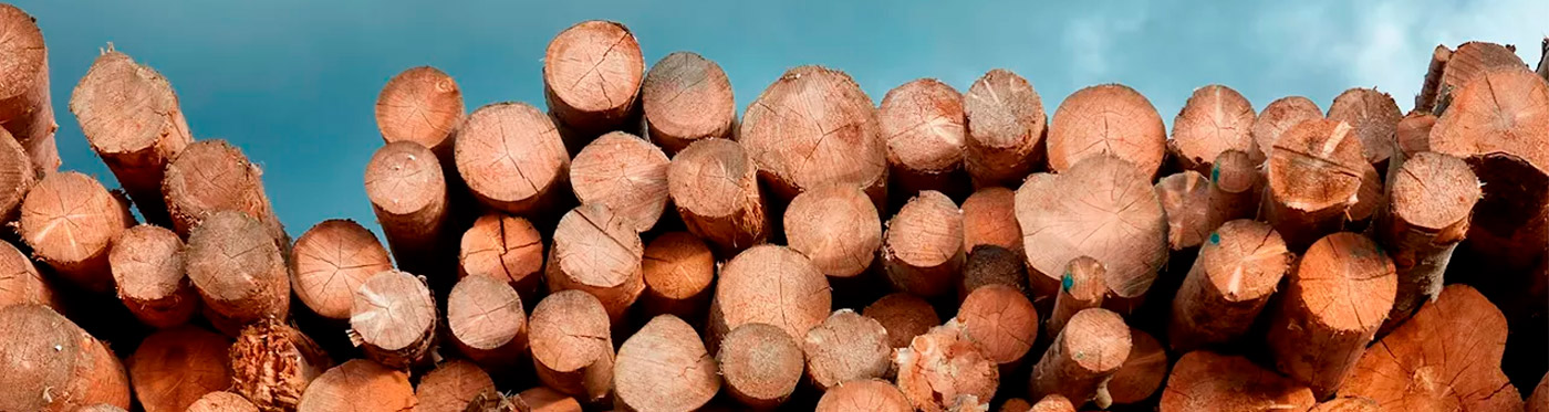 Stacked wooden logs ready for processing, raw material for furniture and construction.