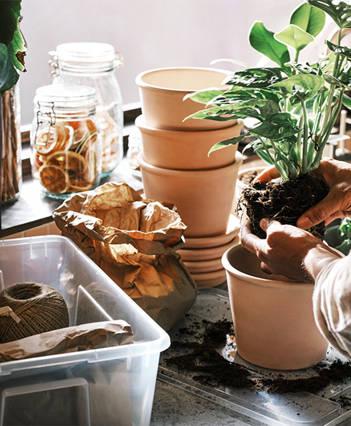 Person repotting a plant into terracotta pots on a soil-covered table.